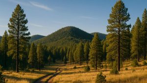 white mountains